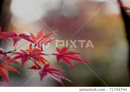 Autumn leaves Autumn leaves 71748744