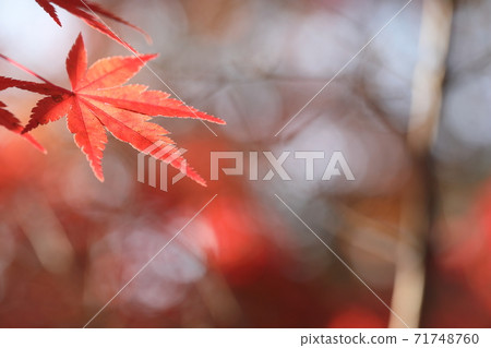 Autumn leaves Autumn leaves 71748760