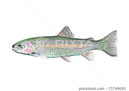虹鱒魚 虹鱒魚 71749093
