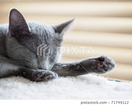 Russian blue kitten sleeping face up 71749122