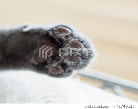 Kitten paws close-up 71749123