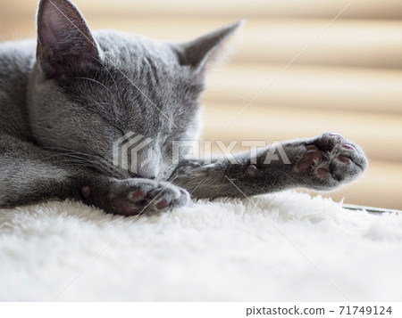 Russian blue kitten sleeping face Russian blue kitten sleeping face 71749124
