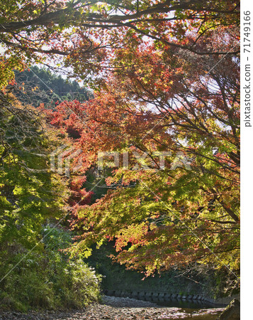 Tomitsu Momiji Road的秋葉開始 Tomitsu Momiji Road的秋葉開始 71749166