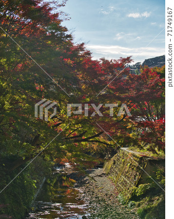 Tomitsu Momiji Road的秋葉開始 Tomitsu Momiji Road的秋葉開始 71749167