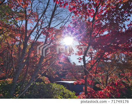 Tomitsu Momiji Road的秋葉開始 Tomitsu Momiji Road的秋葉開始 71749176