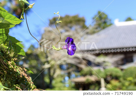 在秋天繼續開花的日本寺朝高雄 71749190