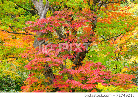 楓葉和水原八m平的老樹的秋葉 71749215