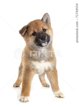 puppy shiba inu in studio 71749554