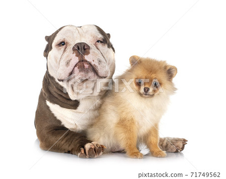 american bully and spitz american bully and spitz 71749562