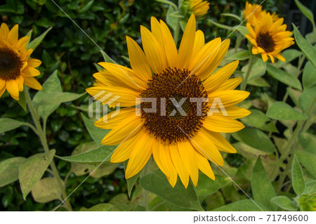 Sunflower Sunflower 71749600