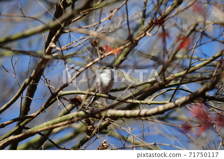 A flock of cute long-tailed tit as if enjoying the autumn leaves of maple against the blue sky 71750117