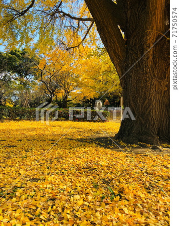 《平塚綜合公園》銀杏 71750574
