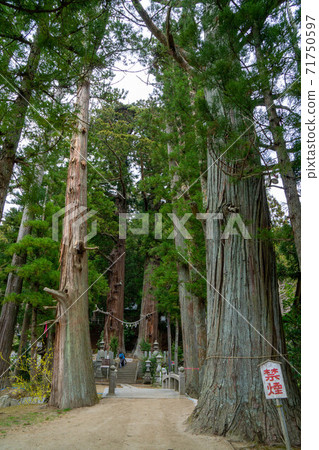 Suwa Shrine's old man Sugi 媼 Sugi, the branches of each other intersect at the top, and feel spectacular and dignified 71750597