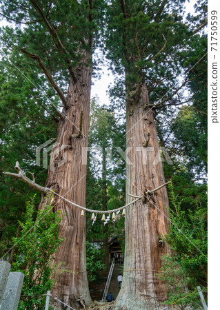 Suwa Shrine's old man Sugi 媼 Sugi, the branches of each other intersect at the top, and feel spectacular and dignified 71750599