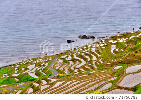 Rice terraces Rice terraces 71750782
