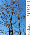 Winter tree 71750841