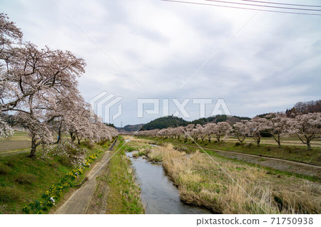 夏水千本櫻，盛開的水邊 71750938