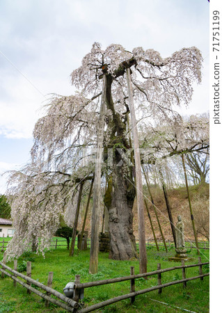 瑞穗山榮泉寺和垂枝櫻花 71751199