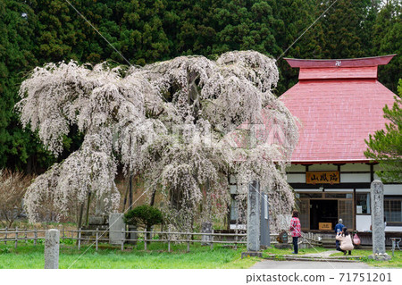Zuihoyama Eizumiji Temple and weeping cherry tree 71751201