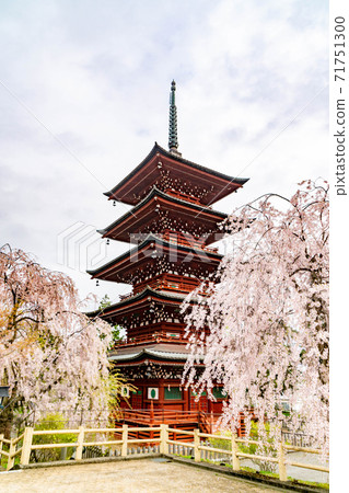 Saishoin Five-storied Pagoda in full bloom 71751300