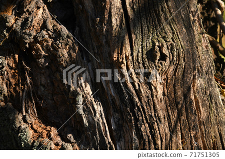 Old cherry tree trunk 71751305