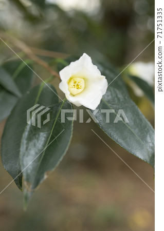 Tsubasa camellia 71751335