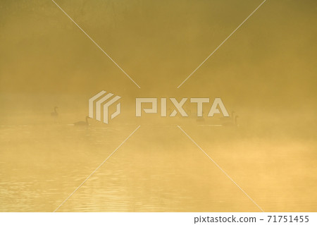 Oppe River Swan, Kawajima Town, Saitama Prefecture Swan on the morning mist of the landing site Oppe River Swan, Kawajima Town, Saitama Prefecture Swan on the morning mist of the landing site 71751455