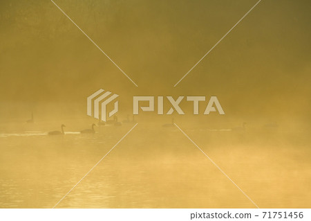 Oppe River Swan, Kawajima Town, Saitama Prefecture Swan on the morning mist of the landing site Oppe River Swan, Kawajima Town, Saitama Prefecture Swan on the morning mist of the landing site 71751456