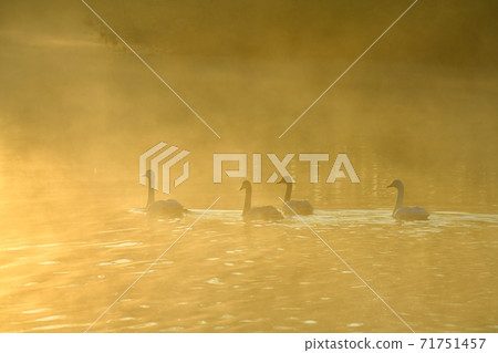 Oppe River Swan, Kawajima Town, Saitama Prefecture Swan on the morning mist of the landing site Oppe River Swan, Kawajima Town, Saitama Prefecture Swan on the morning mist of the landing site 71751457