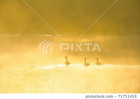 Oppe River Swan, Kawajima Town, Saitama Prefecture Swan on the morning mist of the landing site Oppe River Swan, Kawajima Town, Saitama Prefecture Swan on the morning mist of the landing site 71751458