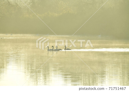 Oppe River Swan, Kawajima Town, Saitama Prefecture Swan on the morning mist of the landing site 71751467