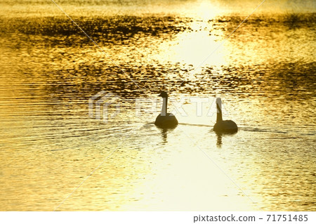 Oppe River Swan, Kawajima Town, Saitama Prefecture Swan on the surface of the sunrise at the landing site 71751485