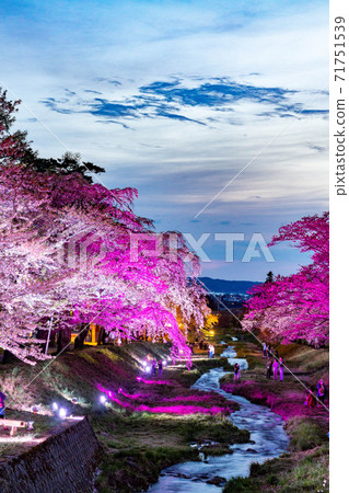 Kannonji River night cherry blossom lighting production 71751539