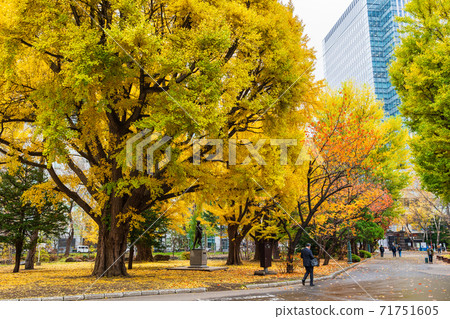 Late autumn Hokkaido Sapporo / Hokkaido Government Red Brick Government Building Ginkgo Avenue 71751605