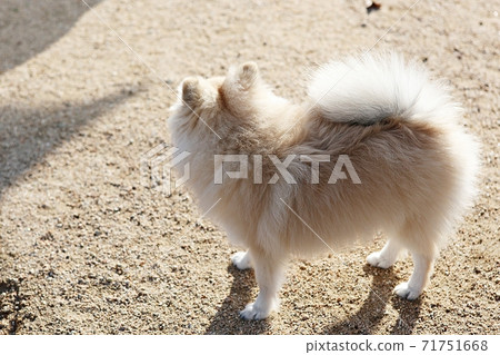 dog dog 71751668