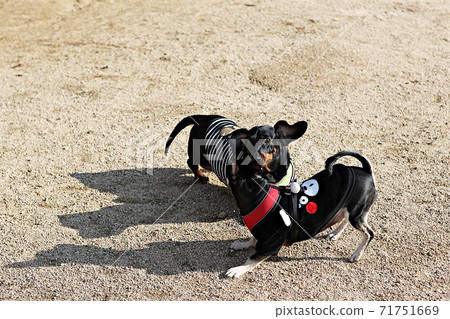 dog 71751669
