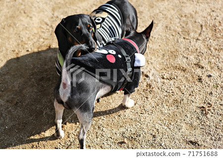 dog 71751688