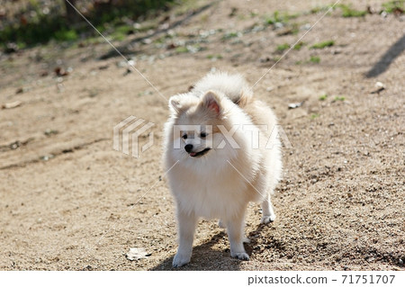 dog dog 71751707