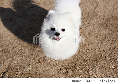dog dog 71751724