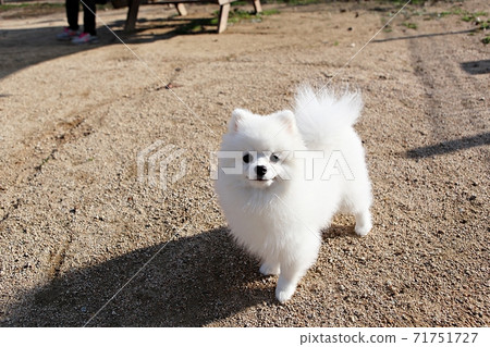 dog dog 71751727