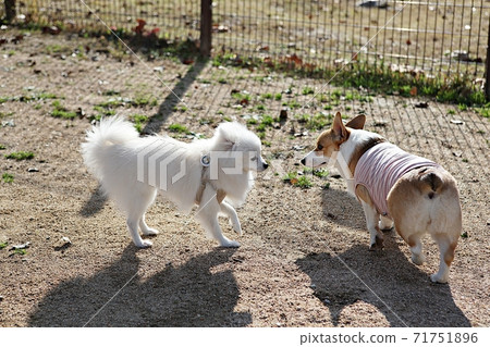 dog 71751896