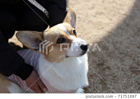 dog dog 71751897
