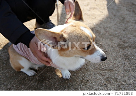 dog 71751898
