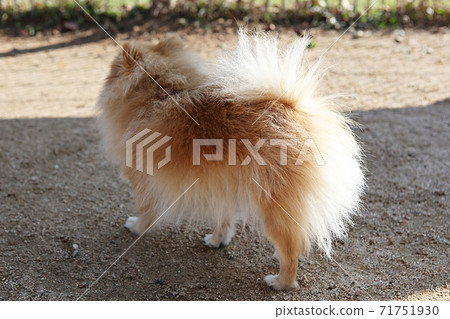dog 71751930
