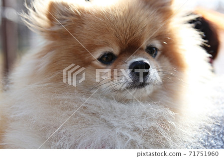 狗 狗 71751960