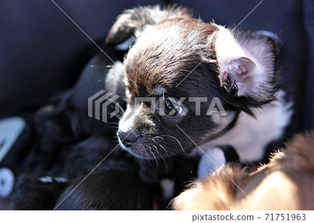 dog 71751963