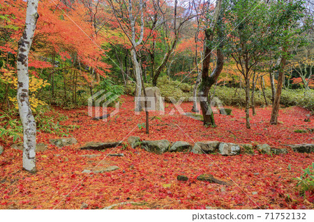 有馬溫泉瑞鳳寺市立公園紅葉 71752132