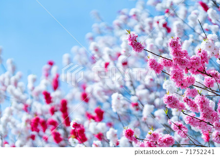 Three-colored cherry blossoms Genpei peach White, red, and pink flowers bloom in a disorderly manner on one tree Three-colored cherry blossoms Genpei peach White, red, and pink flowers bloom in a disorderly manner on one tree 71752241