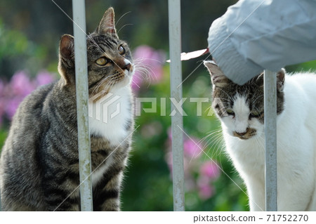 A male stray cat half a year old, but a cool model-like pose 71752270