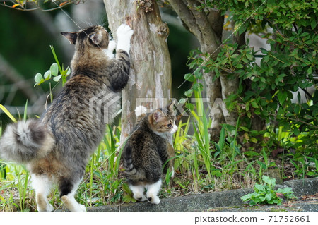 Kijitora Shirano Ryoneko A cute kitten whose mother teaches her claws Kijitora Shirano Ryoneko A cute kitten whose mother teaches her claws 71752661
